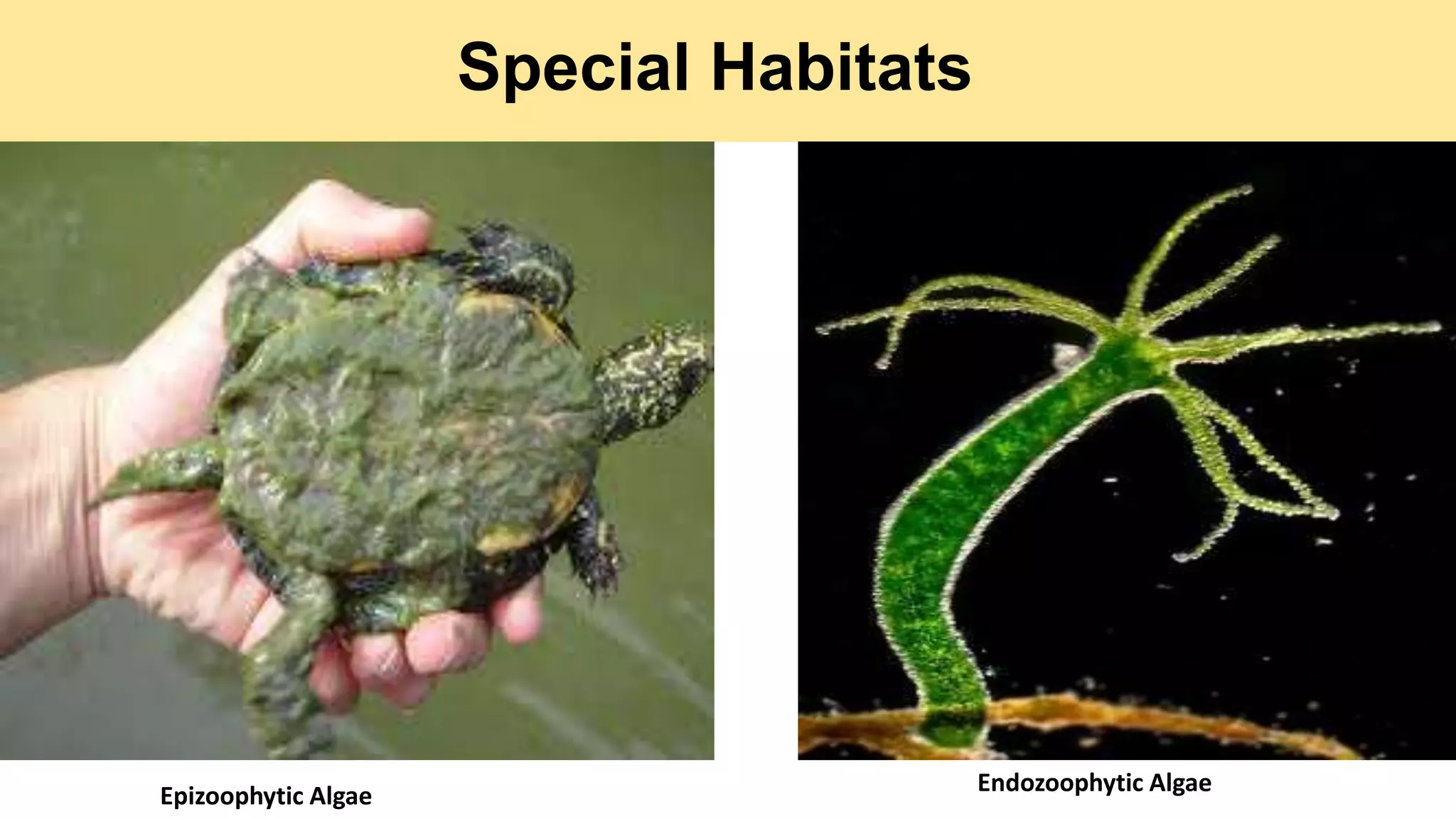 Special Habitats
Epizoophytic Algae Endozoophytic Algae
 
