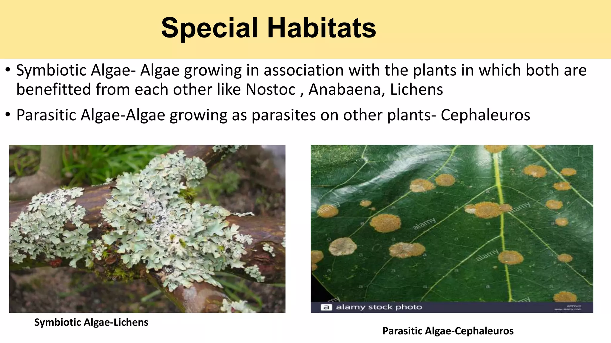 Special Habitats
• Symbiotic Algae- Algae growing in association with the plants in which both are
benefitted from each other like Nostoc , Anabaena, Lichens
• Parasitic Algae-Algae growing as parasites on other plants- Cephaleuros
Symbiotic Algae-Lichens
Parasitic Algae-Cephaleuros
 