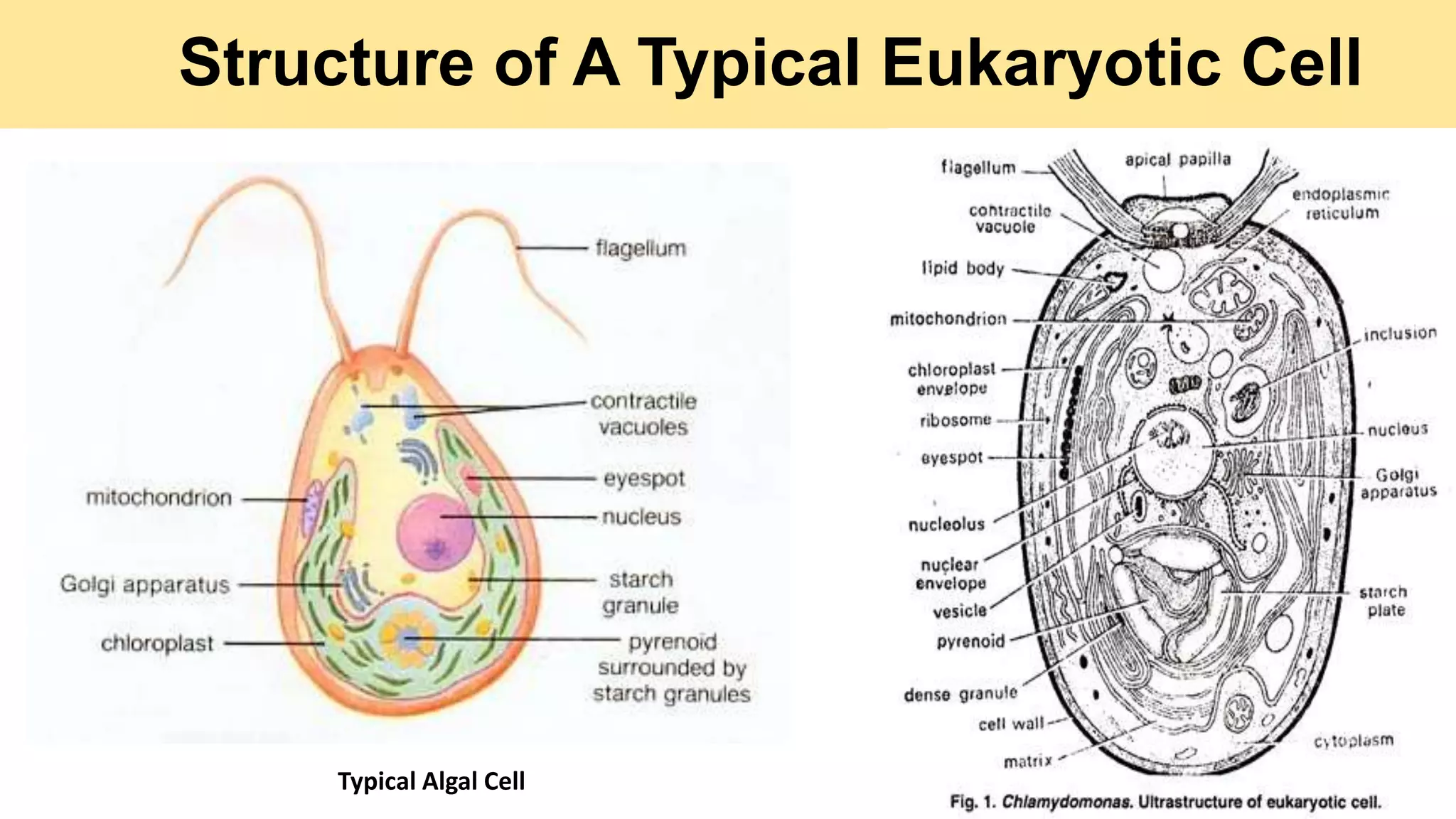 Structure of A Typical Eukaryotic Cell
Typical Algal Cell
 