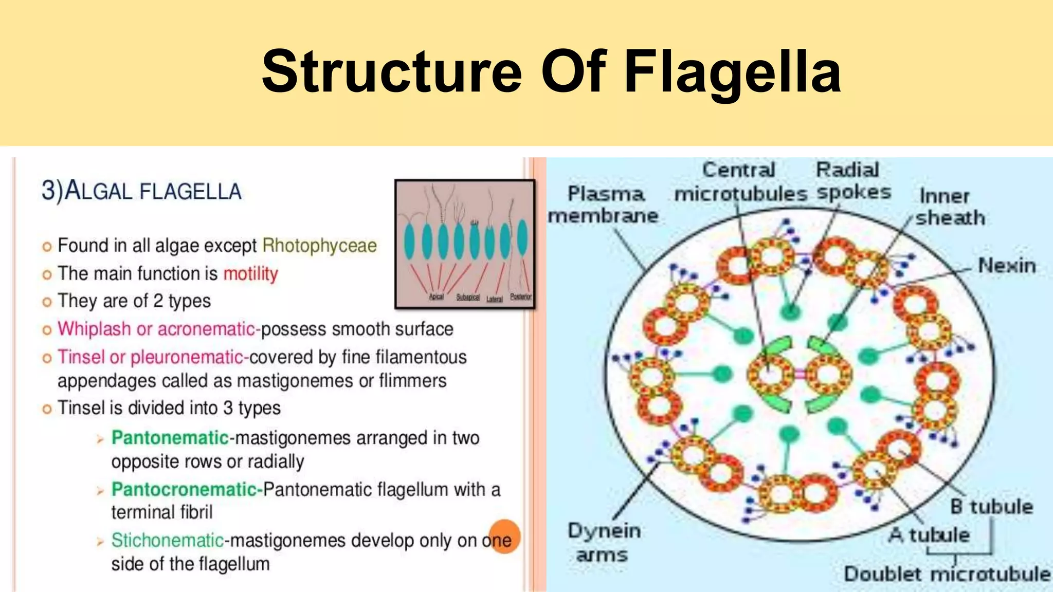 Structure Of Flagella
 