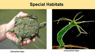 Special Habitats
Epizoophytic Algae Endozoophytic Algae
 