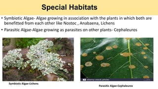 Special Habitats
• Symbiotic Algae- Algae growing in association with the plants in which both are
benefitted from each other like Nostoc , Anabaena, Lichens
• Parasitic Algae-Algae growing as parasites on other plants- Cephaleuros
Symbiotic Algae-Lichens
Parasitic Algae-Cephaleuros
 
