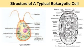 Structure of A Typical Eukaryotic Cell
Typical Algal Cell
 