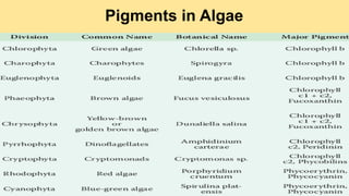 Pigments in Algae
 