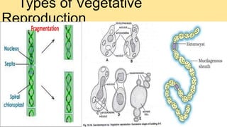 Types of Vegetative
Reproduction
 