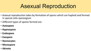 Asexual Reproduction
• Asexual reproduction takes by formation of spores which are haploid and formed
in special cells-sporangium
• Different types of spores formed are-
• Autospore
• Hypnospore
• Endospore
• Exospore
• Nannocytes
• Monospore
• Akinete
 