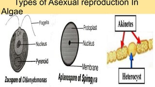 Types of Asexual reproduction In
Algae
 