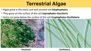 Terrestrial Algae
• Algae grow in the moist and well aerated soil-Edaphophytes
• They grow on the surface of the soil-Saprophytes-Vaucheria
• Some can grow below the surface of the soil-Cryptophytes-Oscillatoria
Vaucheria Oscillatoria
 