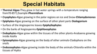 Special Habitats
• Thermal Algae-They grow in hot water springs with a temperature ranging
from70-85°C,Example-Phormidium
• Cryophytes-Algae growing in the polar regions on ice and Snow-Chlamydomonas
• Epiphytes-Algae growing on the surface of other plant parts Oedogonium
• Surface of the Angiosperms leaves-Epiphyllophytes
• On the barks of Angiosperms-Epiphloeophytes
• Endophytes-Algae grow within the tissues of the other plants-Anabaena growing
inside Azolla
• Epizoophytes-Algae growing on the body of other animals-Cladophora on the
snails
• Endozoophytes-Algae growing inside the body of the animals-Chlorella within the
tissues of Hydra
 