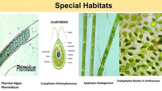 Special Habitats
Thermal Algae-
Phormidium
Cryophytes-Chlamydomonas Epiphytes-Oedogonium
Endophytes-Nostoc in Anthoceros
 