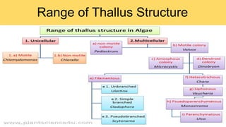 Range of Thallus Structure
 