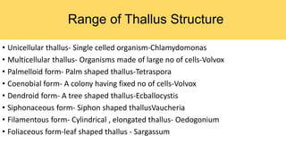 Range of Thallus Structure
• Unicellular thallus- Single celled organism-Chlamydomonas
• Multicellular thallus- Organisms ...