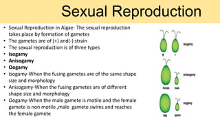Sexual Reproduction
• Sexual Reproduction in Algae- The sexual reproduction
takes place by formation of gametes
• The game...