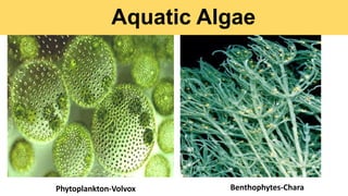 Aquatic Algae
Phytoplankton-Volvox Benthophytes-Chara
 