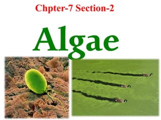 Algae
Chpter-7 Section-2
 