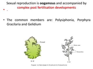 The answer to why there is oogamy without motile
male gamete?
• Red algae evolved from an oogamous species and male
gamete...
