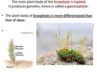 • Some cells of the sporophyte
undergo reduction division
(meiosis) to produce haploid
spores.
• These spores germinate to...