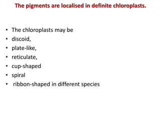 The pigments are localised in definite chloroplasts.
• The chloroplasts may be
• discoid,
• plate-like,
• reticulate,
• cu...