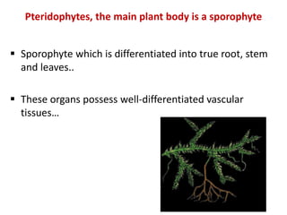 Algae classification and Bryophytes