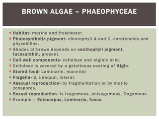  Habitat- marine and freshwater.
 Photosynthetic pigment- chlorophyll A and C, carotenoids and
phycobilins.
 Shades of brown depends on xanthophyll pigment,
fucoxanthin, present.
 Cell wall components- cellulose and alginic acid.
 Cellulose is covered by a gelatinous coating of Algin.
 Stored food- Laminarin, mannitol
 Flagella- 2, unequal, lateral.
 Asexual reproduction- by fragmentation or by motile
zoospores.
 Sexual reproduction- is isogamous, anisogamous, Oogamous.
 Example – Ectocarpus, Laminaria, fucus.
BROWN ALGAE – PHAEOPHYCEAE
 