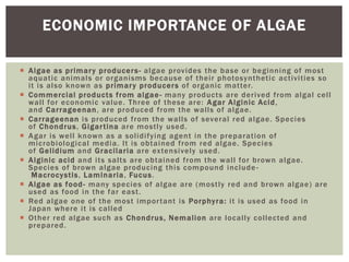  Algae as primary producers- algae provides the base or beginning of most
aquatic animals or organisms because of their photosynthetic activities so
it is also known as primary producers of organic matter.
 Commercial products from algae- many products are derived from algal cell
wall for economic value. Three of these are: Agar Alginic Acid,
and Carrageenan, are produced from the walls of algae.
 Carrageenan is produced from the walls of several red algae. Species
of Chondrus, Gigartina are mostly used.
 Agar is well known as a solidifying agent in the preparation of
microbiological media. It is obtained from red algae. Species
of Gelidium and Gracilaria are extensively used.
 Alginic acid and its salts are obtained from the wall for brown algae.
Species of brown algae producing this compound include-
Macrocystis, Laminaria, Fucus.
 Algae as food- many species of algae are (mostly red and brown algae) are
used as food in the far east.
 Red algae one of the most important is Porphyra: it is used as food in
Japan where it is called
 Other red algae such as Chondrus, Nemalion are locally collected and
prepared.
ECONOMIC IMPORTANCE OF ALGAE
 