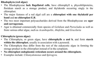 Algae Classification.pptx