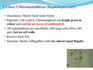 7. Class: Chloromonadineae (Raphidophyceae):
 Occurrence: Mostly fresh water forms.
 Pigments: Chl a and b, Chromatophores are bright green in
colour and contain an excess of xanthophyll.
 All raphidophytes are unicellular, with large cells (50 to 100
μm), but no cell walls.
 Reserve food: Oil
 Structure: Motile, biflagellate with two almost equal flagella.
 