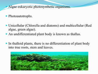  Algae eukaryotic photosynthetic organisms.
 Photoautotrophs.
 Unicellular (Chlorella and diatoms) and multicellular (Red
algae, green algae).
 An undifferentiated plant body is known as thallus.
 In thalloid plants, there is no differentiation of plant body
into true roots, stem and leaves.
 