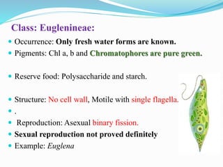 Class: Euglenineae:
 Occurrence: Only fresh water forms are known.
 Pigments: Chl a, b and Chromatophores are pure green...