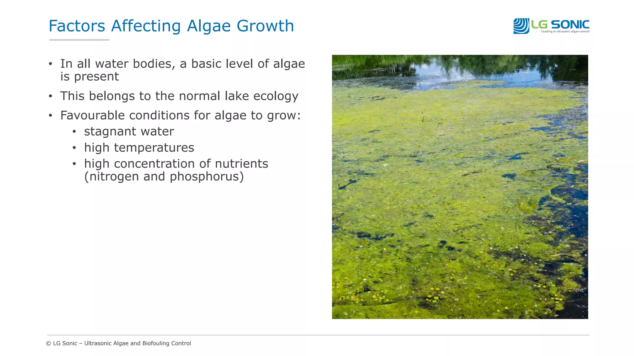 © LG Sonic – Ultrasonic Algae and Biofouling Control
• In all water bodies, a basic level of algae
is present
• This belongs to the normal lake ecology
• Favourable conditions for algae to grow:
• stagnant water
• high temperatures
• high concentration of nutrients
(nitrogen and phosphorus)
Factors Affecting Algae Growth
 