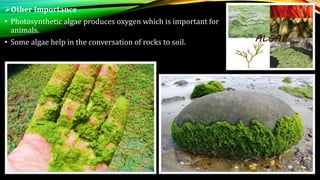Other Importance
• Photosynthetic algae produces oxygen which is important for
animals.
• Some algae help in the conversation of rocks to soil.
 