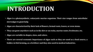 INTRODUCTION
• Algae is a photosynthetic, eukaryotic marine organism. Their size ranges from unicellular
microalgae to giant kelp.
• Algae are characterized by their lack of flowers, formal roots, leaves, or even stems.
• They can grow anywhere such as in the dirt or on rocks, marine water, freshwater, etc.
• Algae are variable in shapes, sizes, and colors.
• There are several economic Importance of algae such as they are used as a food source, a
fodder, in fish farming, as a fertilizer and they also used in medical industries.
 
