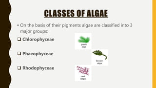 CLASSES OF ALGAE
• On the basis of their pigments algae are classified into 3
major groups:
 Chlorophyceae
 Phaeophyceae...