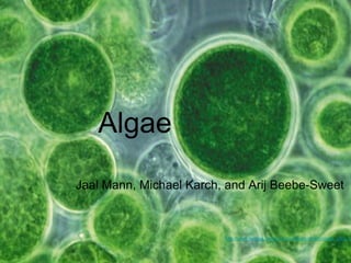 Algae
Jaal Mann, Michael Karch, and Arij Beebe-Sweet



                         http://www.celsias.com/media/uploads/admin/algae_shot_1.
 