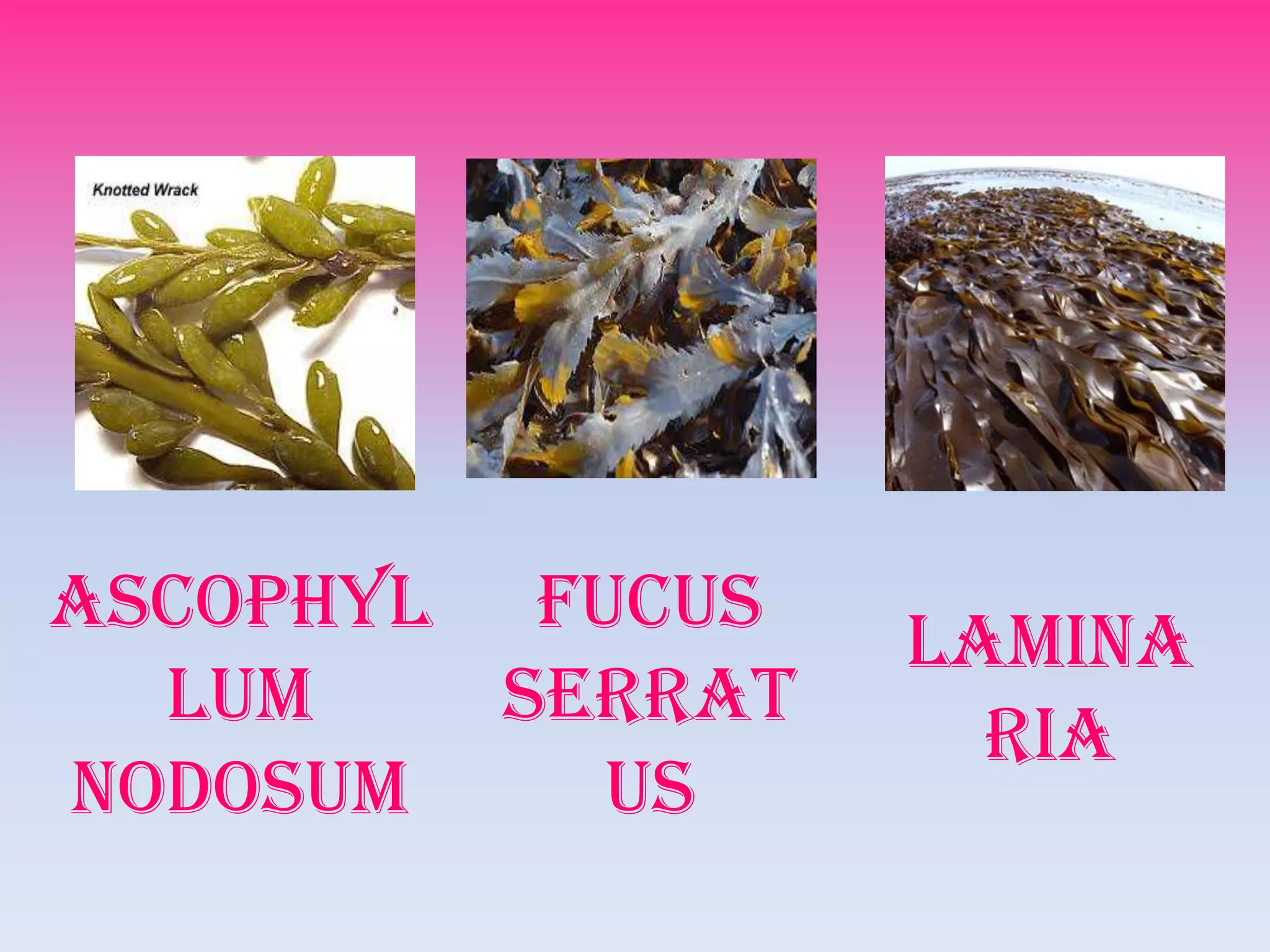 Ascophyl Fucus
                  Lamina
  lum    serrat
                    ria
nodosum    us
 