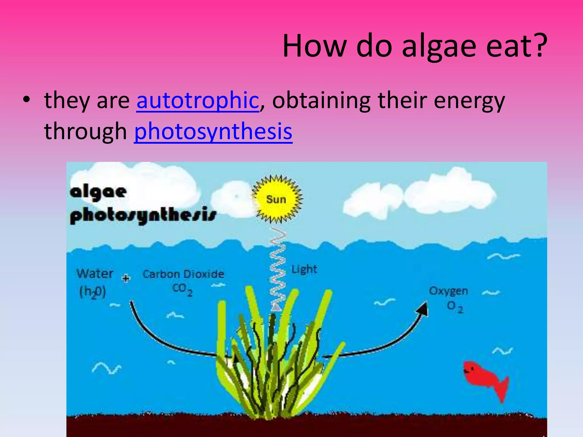 How do algae eat?
• they are autotrophic, obtaining their energy
  through photosynthesis
 