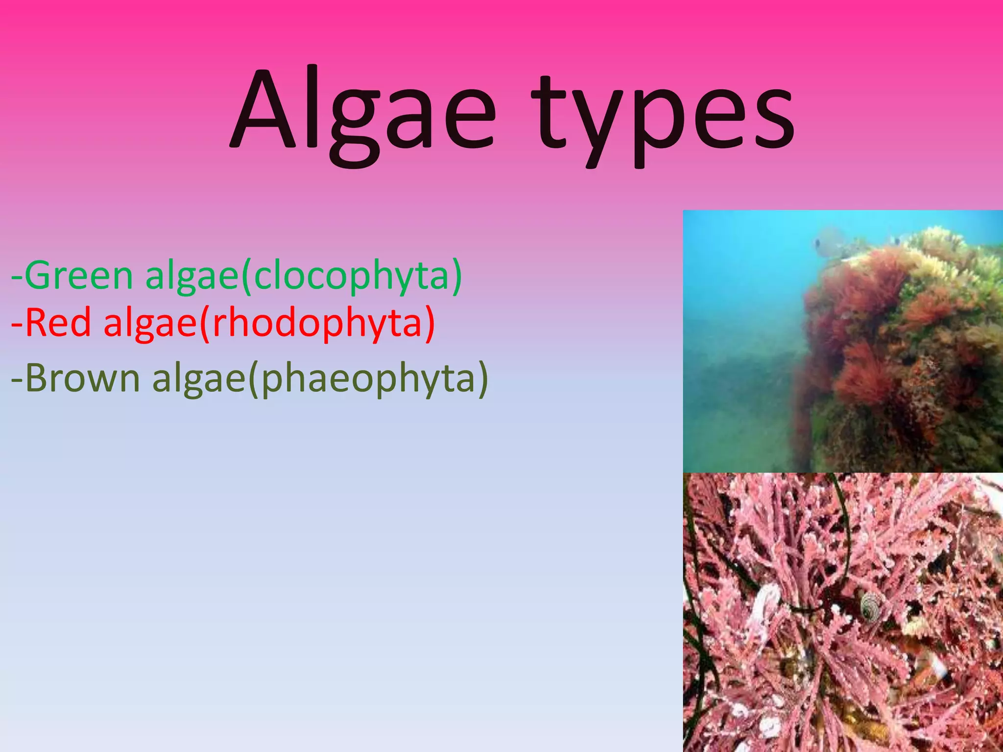 Algae types
-Green algae(clocophyta)
-Red algae(rhodophyta)
-Brown algae(phaeophyta)
 