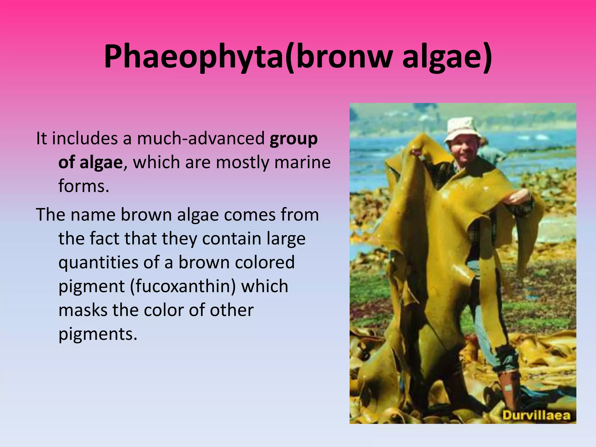 Phaeophyta(bronw algae)

It includes a much-advanced group
    of algae, which are mostly marine
    forms.
The name brown algae comes from
    the fact that they contain large
    quantities of a brown colored
    pigment (fucoxanthin) which
    masks the color of other
    pigments.
 