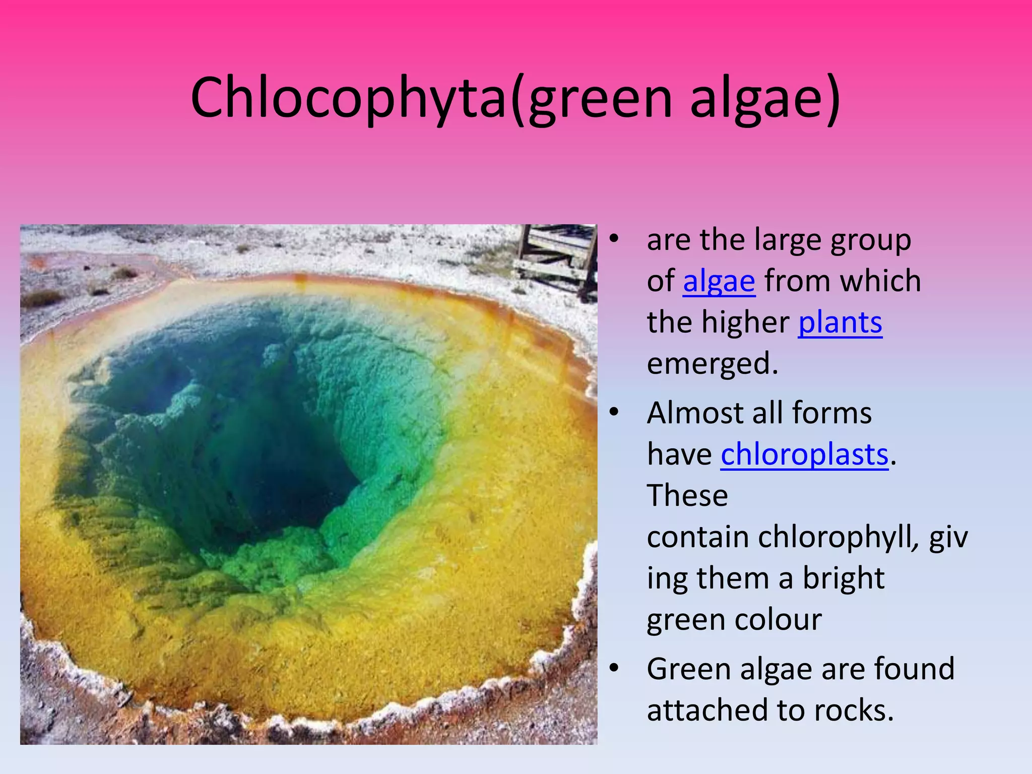 Chlocophyta(green algae)

               • are the large group
                 of algae from which
                 the higher plants
                 emerged.
               • Almost all forms
                 have chloroplasts.
                 These
                 contain chlorophyll, giv
                 ing them a bright
                 green colour
               • Green algae are found
                 attached to rocks.
 