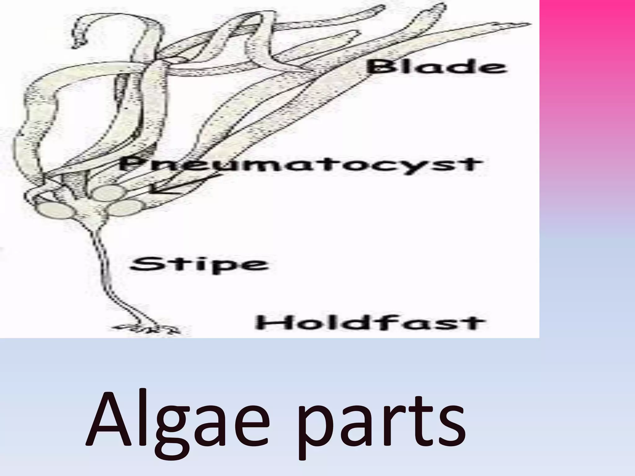 Algae parts
 