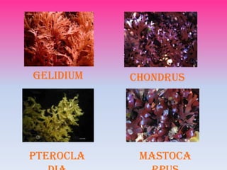 Gelidium   Chondrus




Pterocla    Mastoca
 