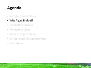 Algae fuel | PPTX