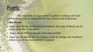 Algae fuel for future use | PPTX