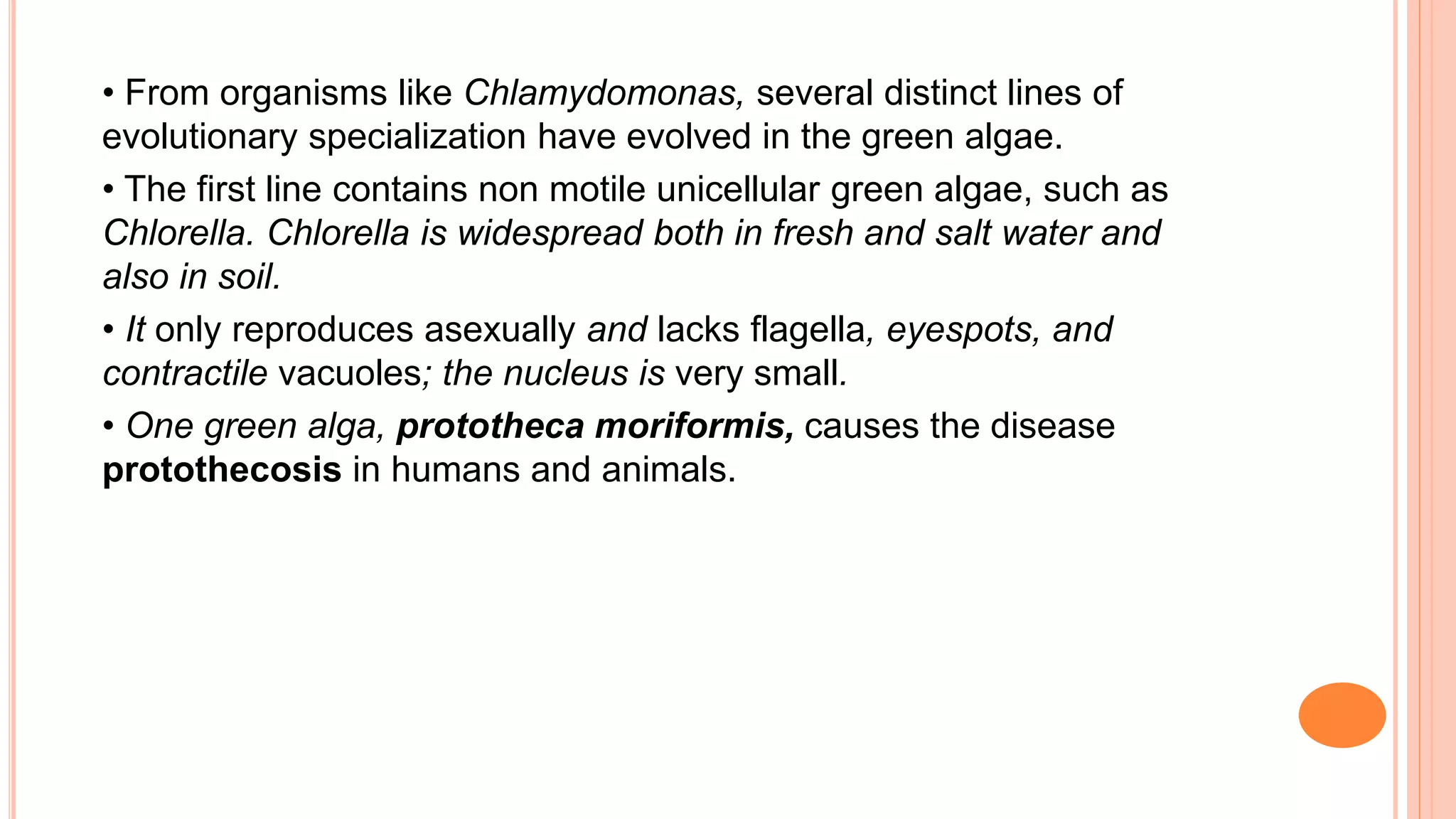 • From organisms like Chlamydomonas, several distinct lines of
evolutionary specialization have evolved in the green algae.
• The first line contains non motile unicellular green algae, such as
Chlorella. Chlorella is widespread both in fresh and salt water and
also in soil.
• It only reproduces asexually and lacks flagella, eyespots, and
contractile vacuoles; the nucleus is very small.
• One green alga, prototheca moriformis, causes the disease
protothecosis in humans and animals.
 