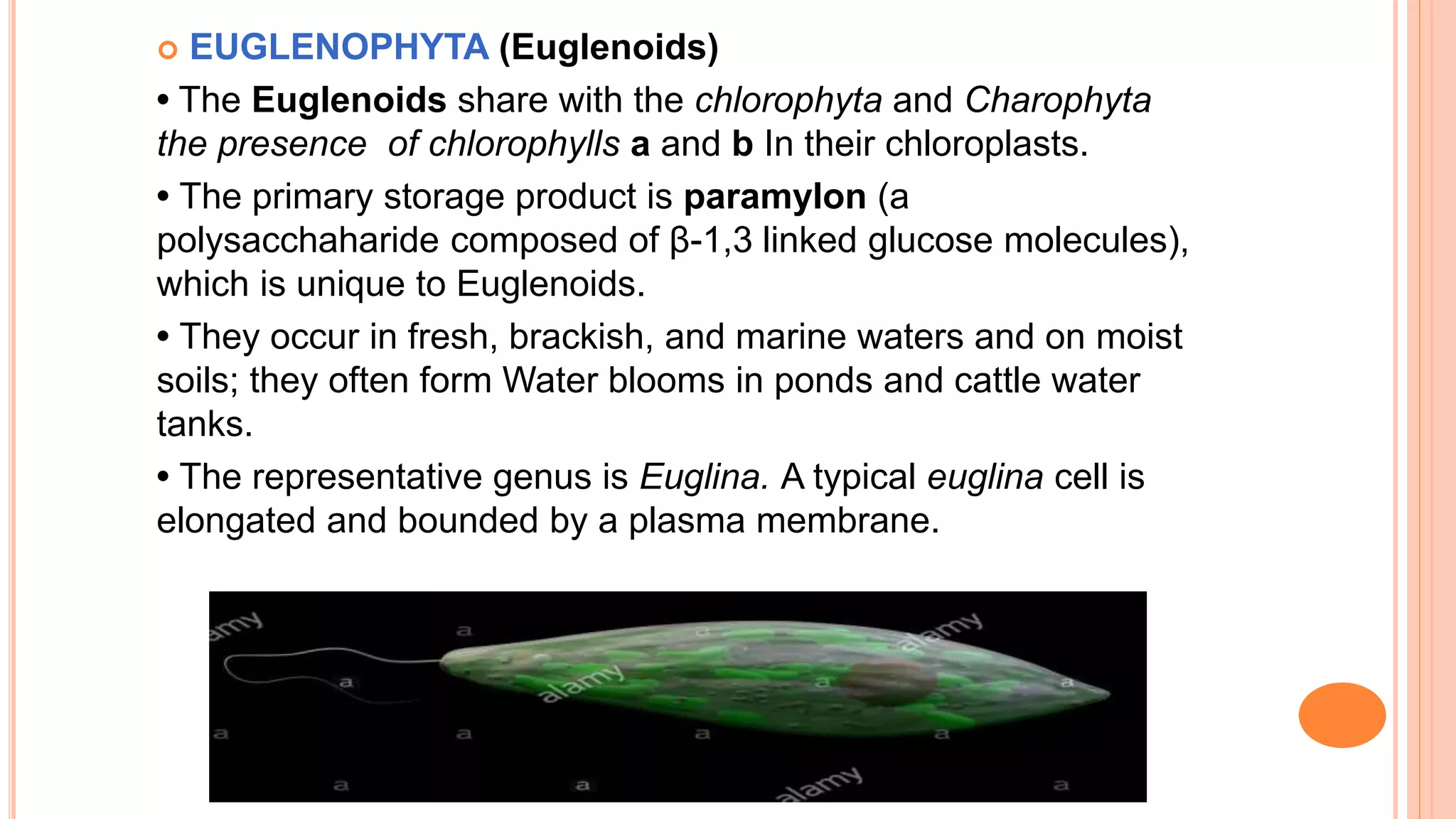  EUGLENOPHYTA (Euglenoids)
• The Euglenoids share with the chlorophyta and Charophyta
the presence of chlorophylls a and b In their chloroplasts.
• The primary storage product is paramylon (a
polysacchaharide composed of β-1,3 linked glucose molecules),
which is unique to Euglenoids.
• They occur in fresh, brackish, and marine waters and on moist
soils; they often form Water blooms in ponds and cattle water
tanks.
• The representative genus is Euglina. A typical euglina cell is
elongated and bounded by a plasma membrane.
 