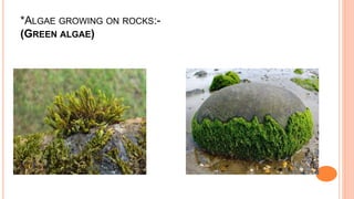 Alge Plus Rocks Algae (classifications) & Algal Blooms | PPTX