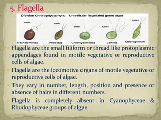 ALGAE General.pdf bsc first year by women's college | PDF