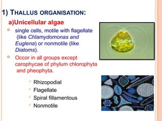 Algae General Characters. Dr Thirunahari Ugandharpptx | PPTX