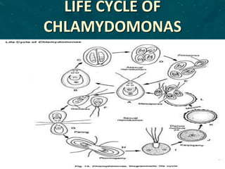 LIFE CYCLE OF
CHLAMYDOMONAS
 