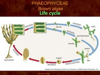 Life cycle
PHAEOPHYCEAE
Brown algae
Source: Chegg
 